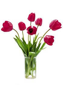 tulpe transparent